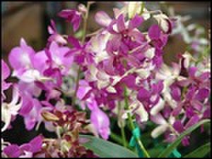 thumbnail.large.10.1307647765.lihue-orchid-sale
