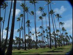 thumbnail.large.10.1307647765.tall-kauai-palms