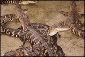 thumbnail.large.11.1314285958.baby-gators