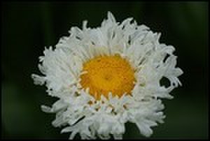 thumbnail.large.11.1314285958.glensheen-flower