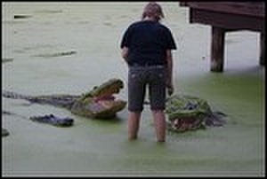 thumbnail.large.11.1314285958.riannon-feeding-gators