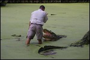 thumbnail.large.11.1314285958.todd-feeding-gators