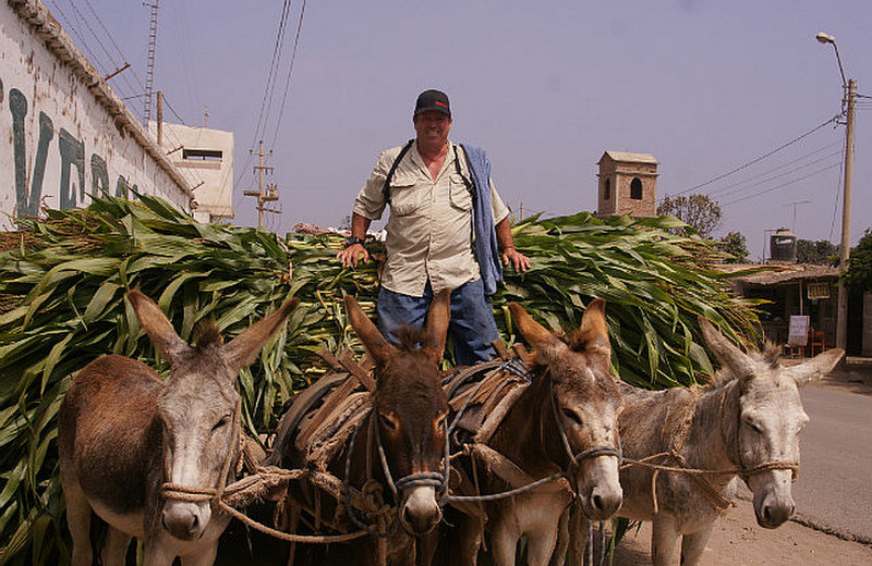 13.1338999955.bob-driving-four-donkeys
