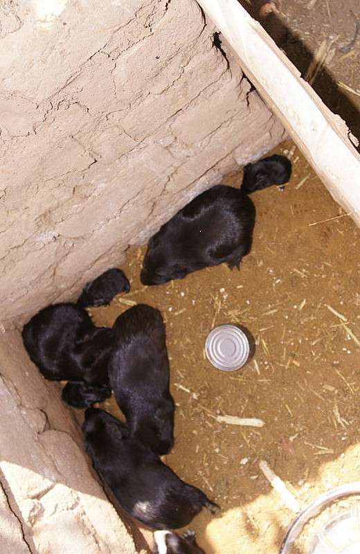 13.1338999955.guinea-pigs-raised-for-sale