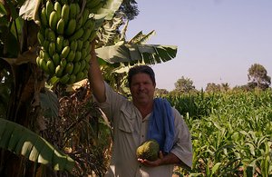 13.1338999955.bob-picking-bananas