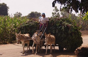 13.1338999955.donkeys-carrying-yucca-for-animal-feed