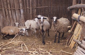 13.1338999955.peruvian-sheep