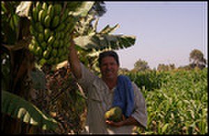 thumbnail.large.13.1338999955.bob-picking-bananas