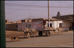 thumbnail.large.13.1338999955.dog-donkeys-and-more-donkeys