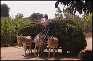 thumbnail.large.13.1338999955.donkeys-carrying-yucca-for-animal-feed