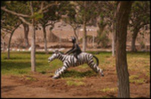 thumbnail.large.13.1338999955.monkey-riding-zebra