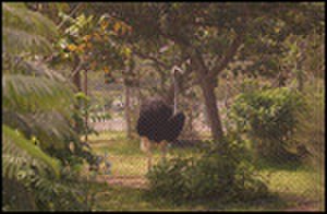 thumbnail.large.13.1338999955.ostrich-quilmana-zoo