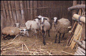 thumbnail.large.13.1338999955.peruvian-sheep
