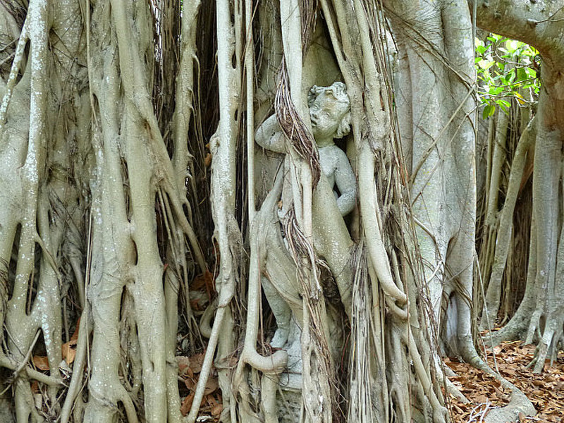 14.1342122908.banyan-swallowing-up-a-statue-ringling-grounds