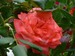 14.1342122908.mable-ringling-rose-garden