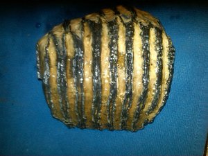 14.1342122908.mammoth-tooth-bob-found-diving-in-gulf-of-mexi