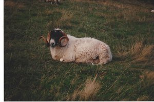 18.1437927715.sheep-at-urquhart