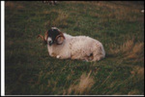 thumbnail.large.18.1437927715.sheep-at-urquhart