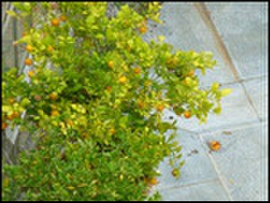 thumbnail.large.17.1415058900.margaret-wanted-to-pick-these-calamondins-in-g