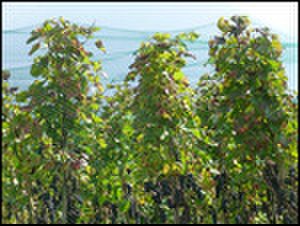 thumbnail.large.17.1415058900.vaduz-grapes