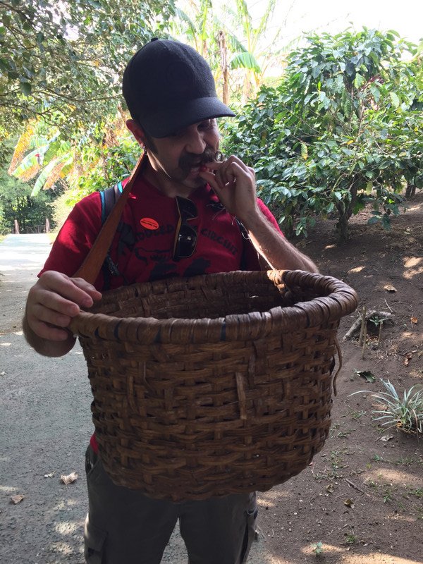 Dave trying out coffee bean picking. 