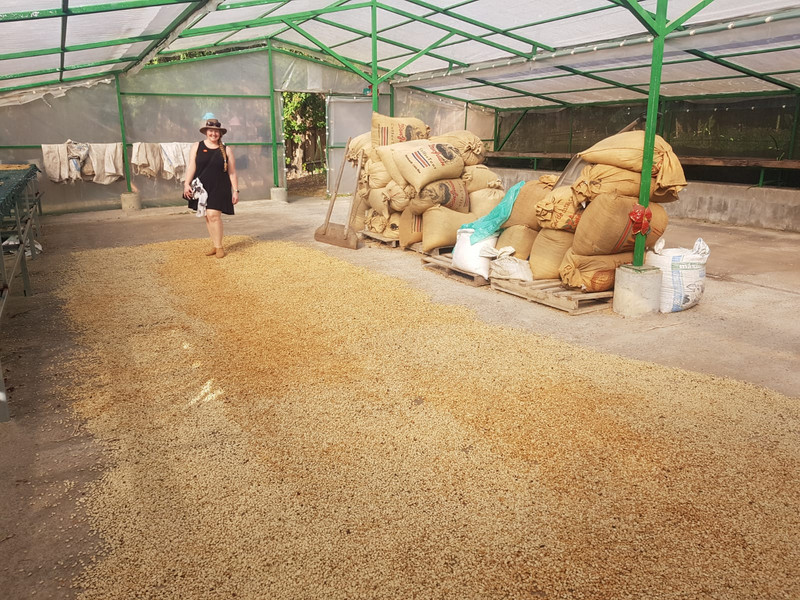 Coffee beans drying