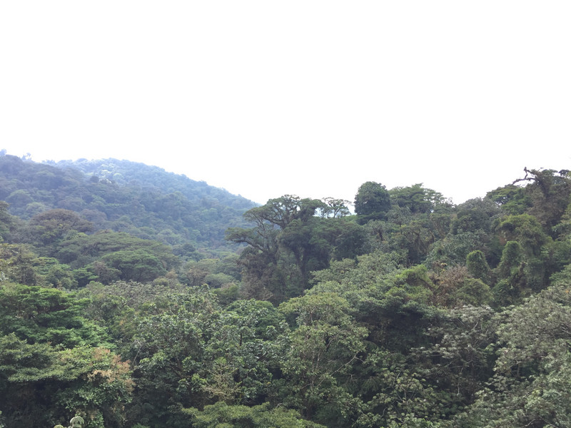 Monteverde vista