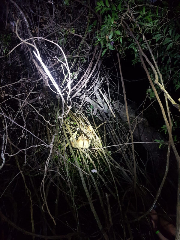 Two toed sloth climbing the tree after his/her poop 