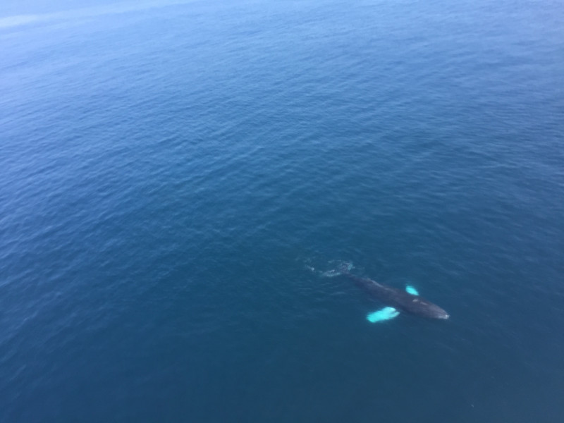 Gyrocopter view of humpback whale
