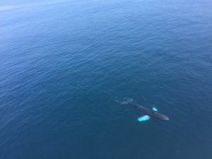 Gyrocopter view of humpback whale