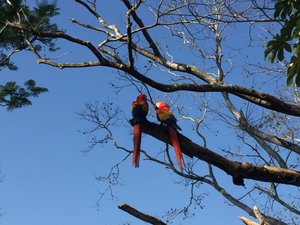 Red macaws 