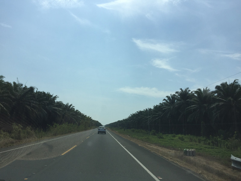 African palm oil industry 