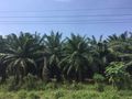 African palm oil industry 
