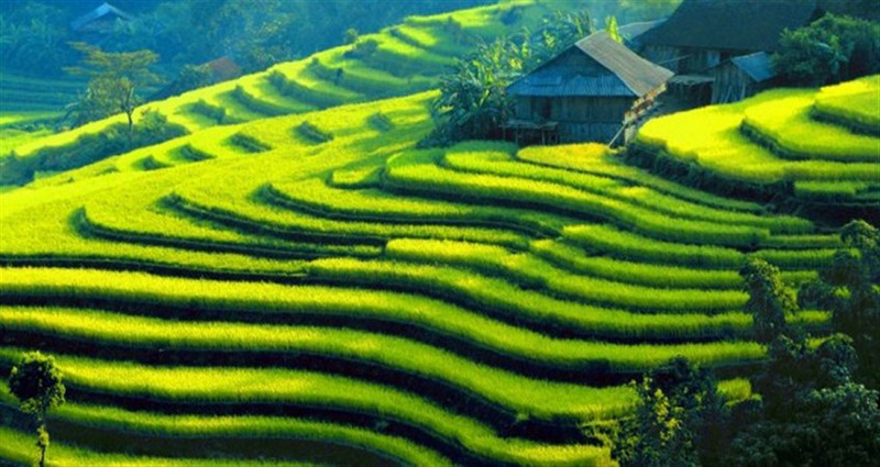 Rice-terraces-at-Hoang-Su-Phi