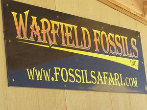 Fossil Safari