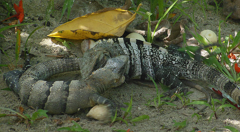 Iguana fight or love at first sight?