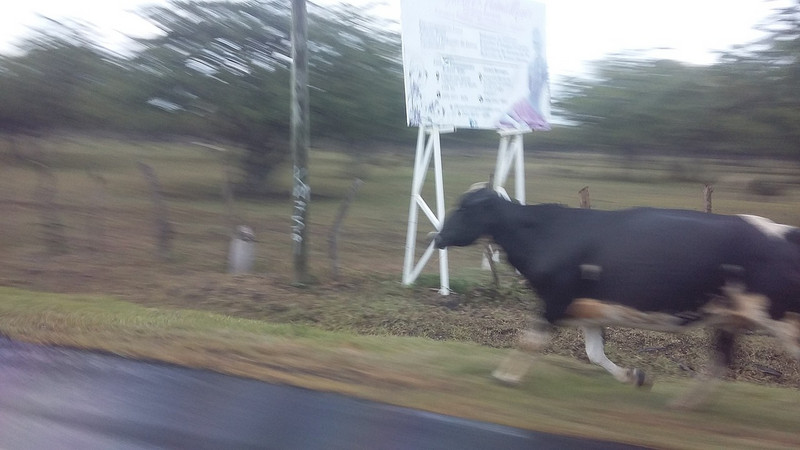 Watch out for running cows