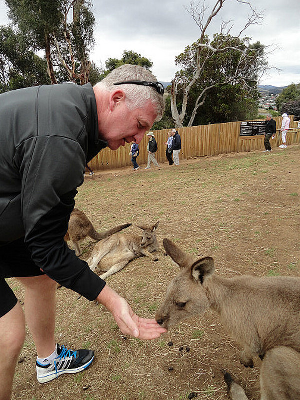 Kangaroo Feeding