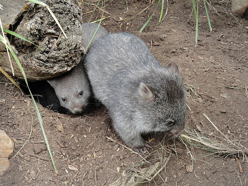Baby Wombats