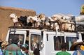 Transporting Livestock