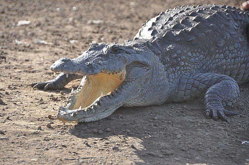 One of 100 Nile Crocodiles