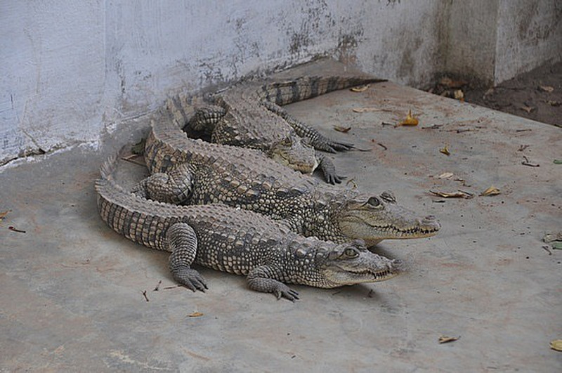 Crocs At The Guesthouse We Were At