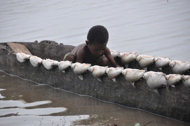 Drying The Fish