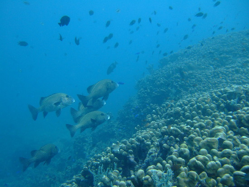 Diving In Medang