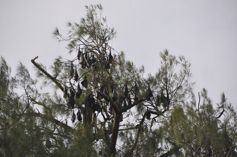Bat Tree In Medang