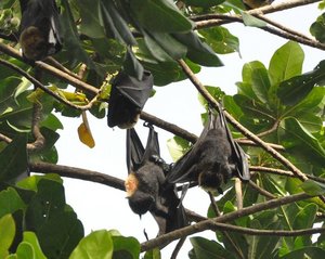 Bats Hanging In The Trees