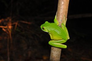 Frog On The Night Safari