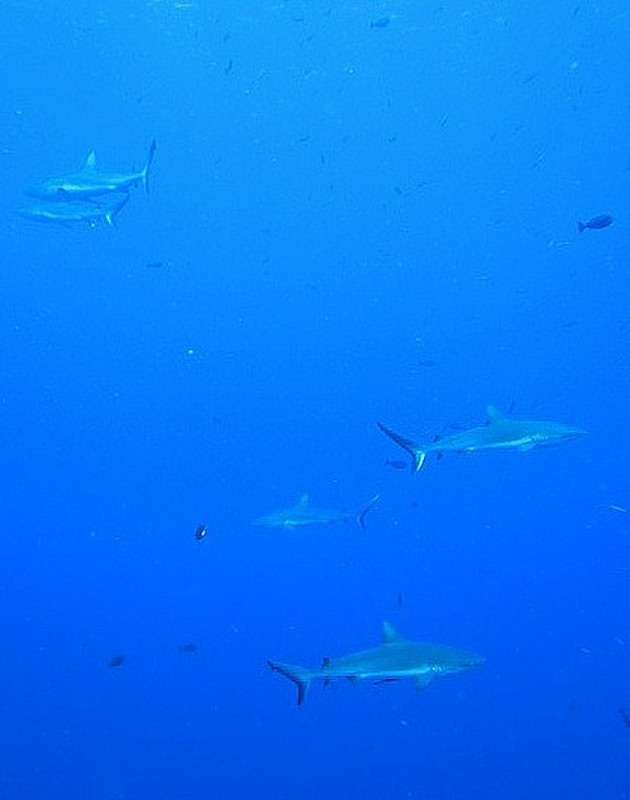 Not A Great Shot- But 5 Sharks In 1 Frame!!