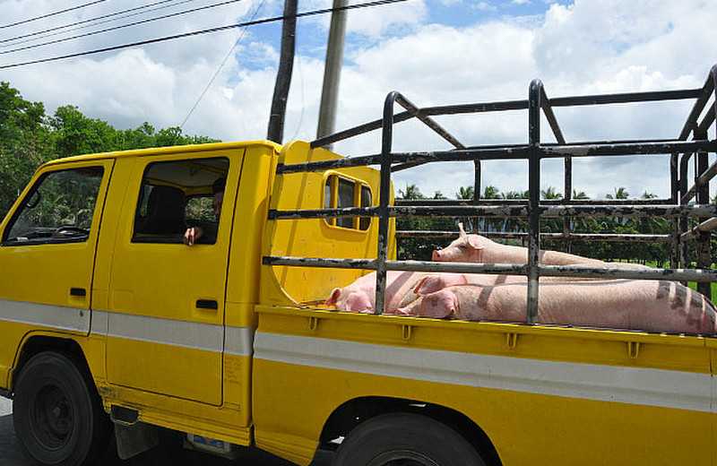 Pigs To Market