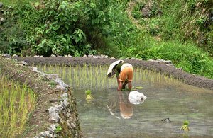 Planting